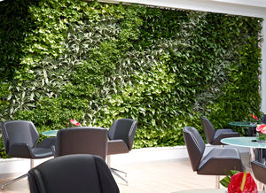 Large Living Wall in office setting