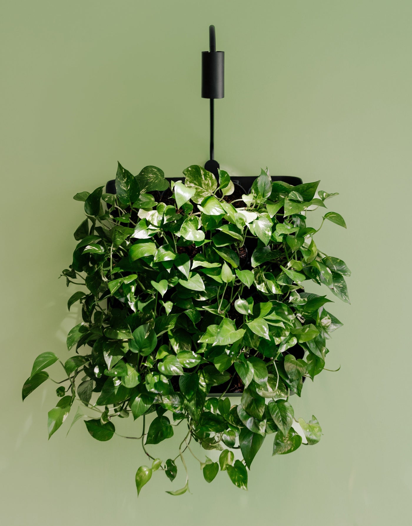 Skogluft Living Wall