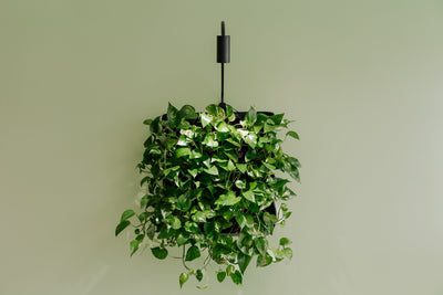 Skogluft Living Wall