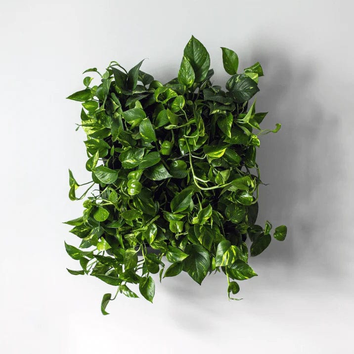 live plant wall hangings Living Wall Kit